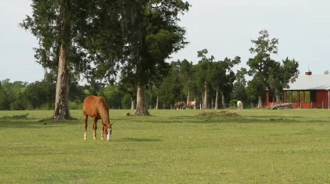 Horses Grazing By Barn Stock Footage 683963