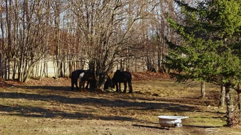 Horses grazing beneath trees in a quiet rural pasture with an old bathtub 库存影片 345823220