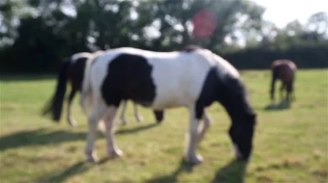 Horses Grazing Blurred Stock-Footage 42698869