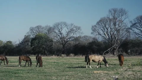 Horses grazing calmly in a bare tree lined pasture 스톡 동영상 343573100