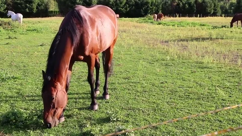 Horses grazing in a field close up Stock Footage