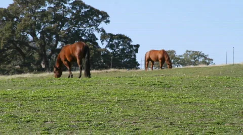 Horses Grazing in a field Stock-Footage 563239