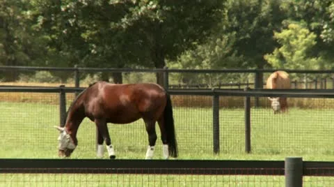 Horses Grazing in a Field Video stock 9143629