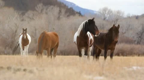 Horses Grazing in Field Stock Footage 21235807