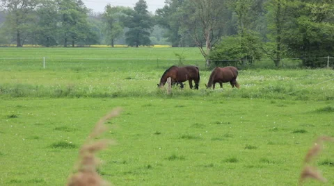 Horses grazing in the field Stock Footage 48955782