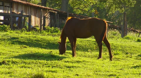 Horses grazing in field Stock Footage 57814693