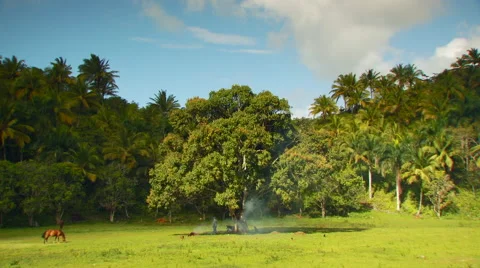 Horses grazing in field Stock Footage 57814935