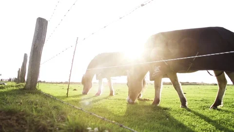 Horses grazing on field Stock Footage 71566474