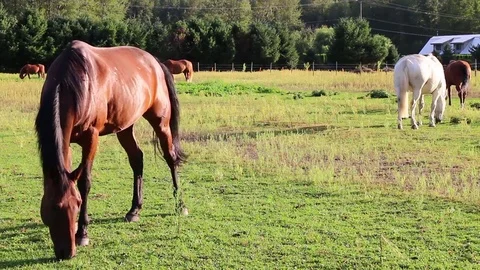 Horses grazing in a field Stock Footage 72542552