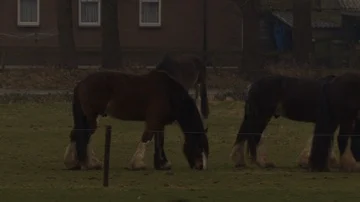 Horses grazing in a field Stock Footage 85916275