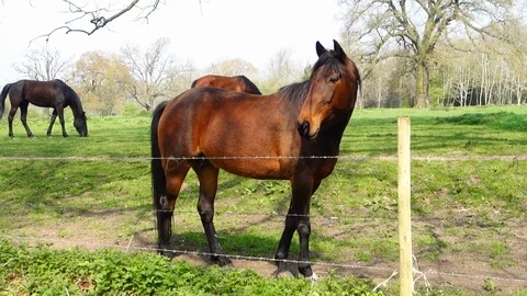 Horses grazing in a field Stock Footage 107385533