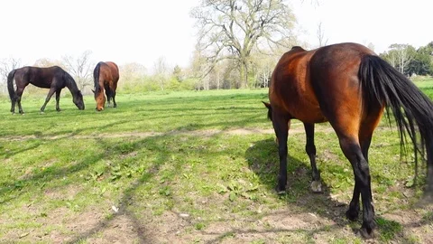 Horses grazing in a field Stock Footage 107386233