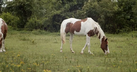 Horses grazing in a field. Stock Footage 111434296