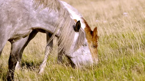 Horses grazing in field Stock Footage 235408846