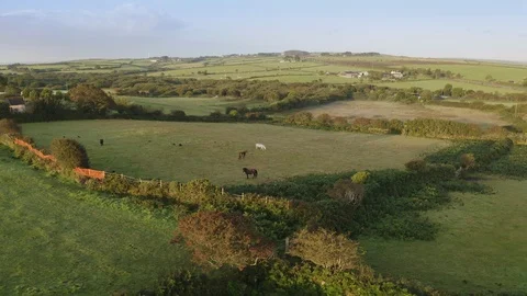 Horses grazing in fields and a bird flying at sunrise Stock Footage 124312964