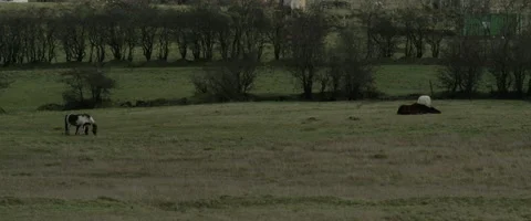 HORSES GRAZING IN FIELDS Stock Footage 141601740