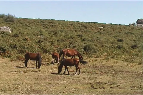 Horses grazing Stock Footage 106483
