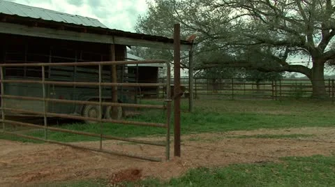 Horses grazing 動画素材 12435416