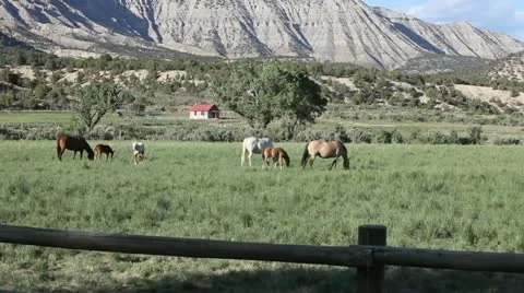 Horses Grazing Stock Footage 21018763