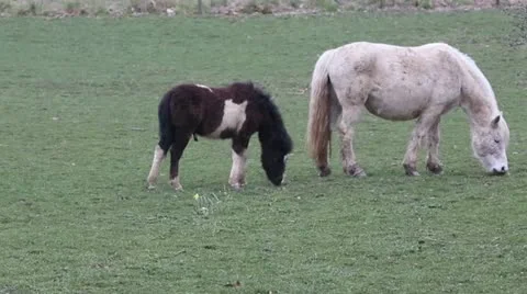 Horses Grazing Stock Footage 22428587