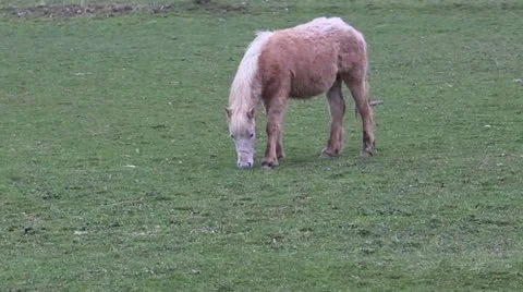 Horses Grazing Stock Footage 22428592