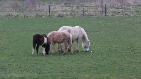 Horses Grazing Stock Footage 22428598