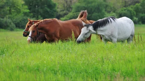 Horses grazing Stock Footage 24347075