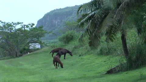 Horses grazing Stock Footage 26309242