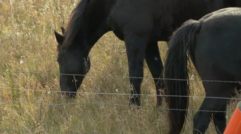 Horses Grazing Stock Footage 31821375