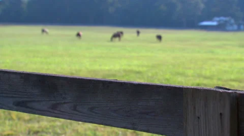 Horses Grazing 動画素材 35348289