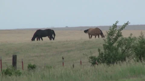 Horses Grazing Video stock 35576157