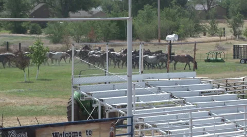 Horses Grazing Stock Footage 36277743