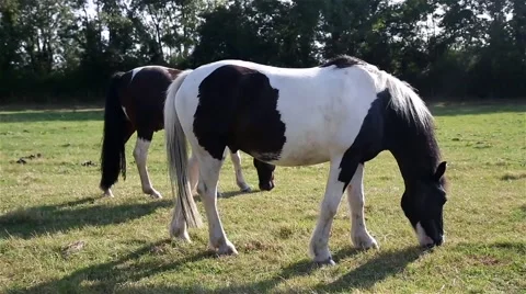 Horses Grazing Stock-Footage 42698829