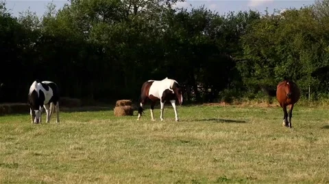 Horses Grazing Video stock 42698936