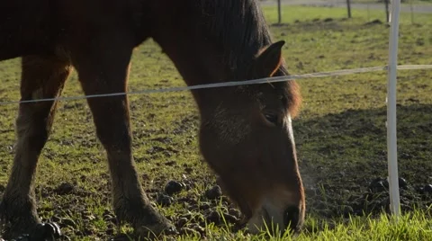 Horses grazing Stock Footage 45068510