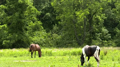 Horses grazing Stock Footage 52298636