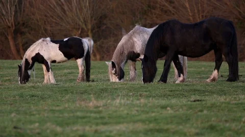 Horses Grazing Stock Footage 92473566
