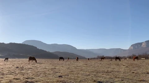Horses grazing Stock Footage 106179680