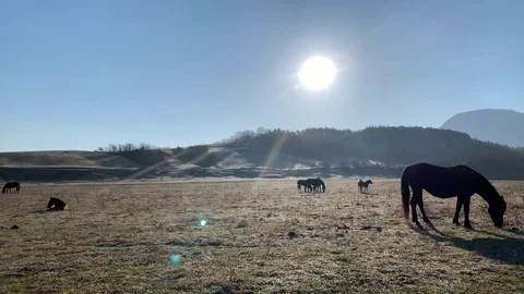 Horses grazing Stock Footage 106615800