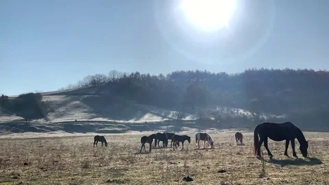 Horses grazing Stock Footage 106616352