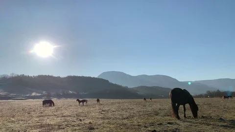 Horses grazing Stock Footage 106616668