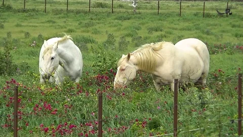Horses grazing Stock Footage 107090608