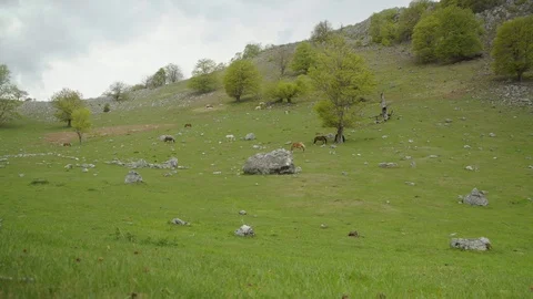Horses grazing Stock Footage