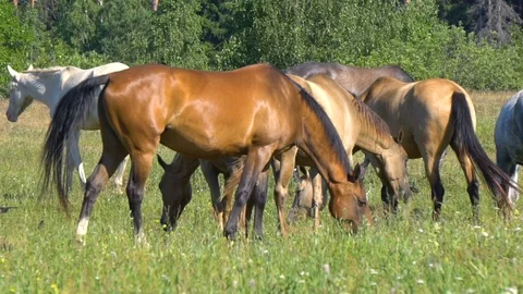 Horses grazing Stock Footage 113268771