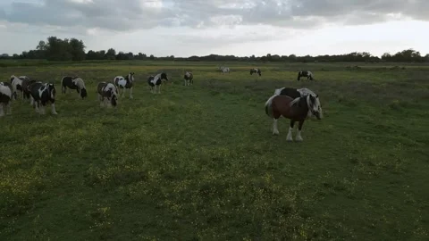 Horses Grazing Stock Footage 262042017