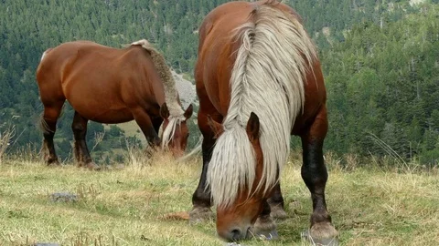 Horses grazing in freedom. 스톡 동영상 79758055