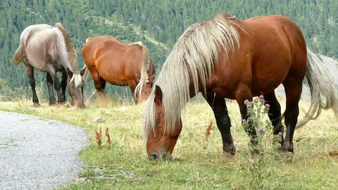 Horses grazing in freedom. Stock Footage 79758505