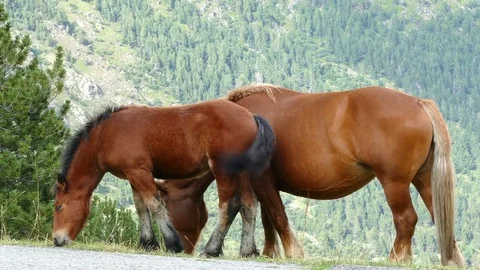 Horses grazing in freedom. Stock Footage 79758541