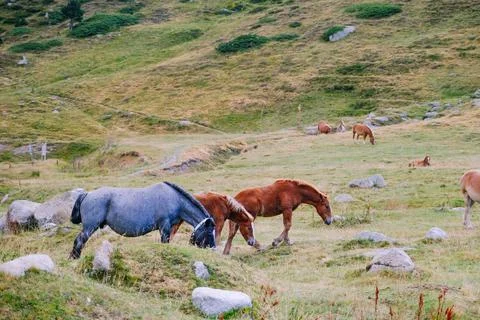 Horses grazing freely in the mountains. Stock Photos