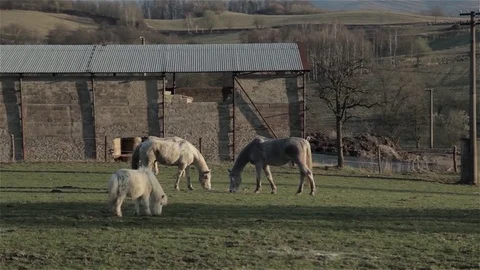 Horses grazing in front of a barn Stock Footage 85383307